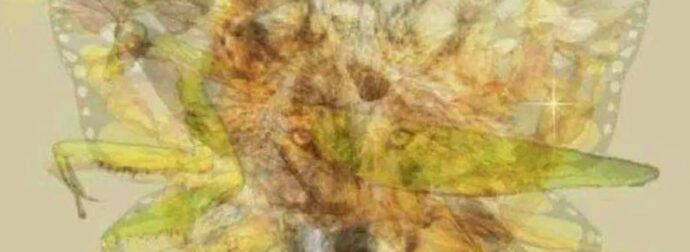 Το ζώο που είδατε πρώτο αποκαλύπτει ακριβείς πληροφορίες για την προσωπικότητά σας