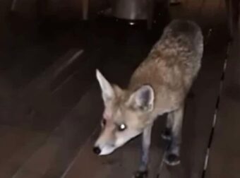 Αλεπού σε εστιατόριο ξενοδοχείου, κυκλοφορούσε ανάμεσα στα τραπέζια στη Γλυφάδα