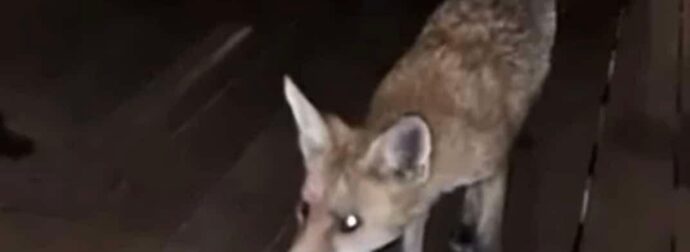 Αλεπού σε εστιατόριο ξενοδοχείου, κυκλοφορούσε ανάμεσα στα τραπέζια στη Γλυφάδα