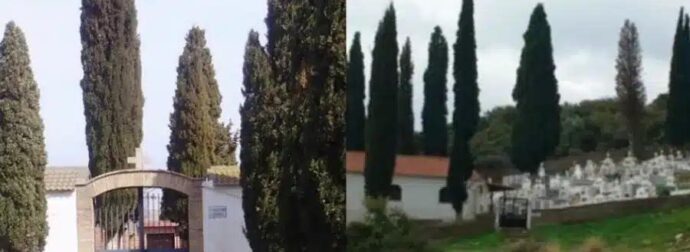 Γιατί στα νεκροταφεία φυτεύουν κυπαρίσσια – Η απάντηση της εκκλησίας
