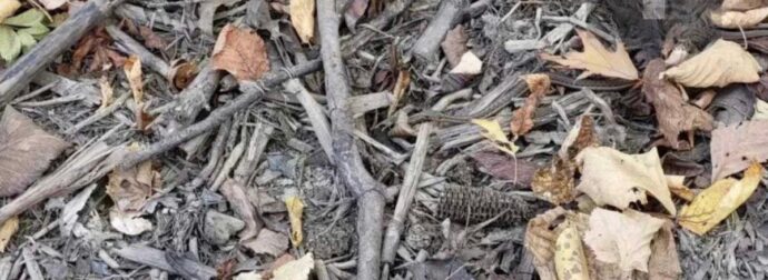 Μου πήρε 3 δευτερόλεπτα για να βρω το φίδι, εσένα;