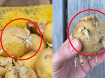 Φυτρωμένες πατάτες: Ο σιωπηλός εχθρός στην κουζίνα σας που μπορεί να βλάψει την υγεία σας