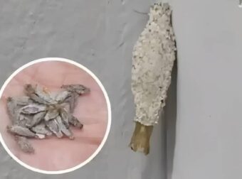 Ώστε αυτή είναι η ταυτότητα του ενόχου πίσω από εκείνα τα παράξενα μικρά σακουλάκια στους τοίχους μας