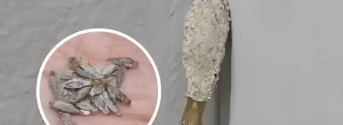 Ώστε αυτή είναι η ταυτότητα του ενόχου πίσω από εκείνα τα παράξενα μικρά σακουλάκια στους τοίχους μας