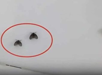 Αυτά τα μικρά μαύρα έντομα στο μπάνιο εμφανίστηκαν ξανά, μάθε ένα μικρό κόλπο για να μην πετάνε ποτέ ξανά μικρά έντομα μέσα στο σπίτι