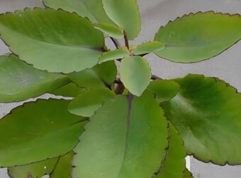 Απελευθερώστε τη απρόσμενη δύναμη του «φύλλου της ζωής»