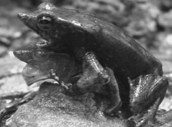 5 φρικιαστικές σεξουαλικές πράξεις από τον κόσμο των ζώων