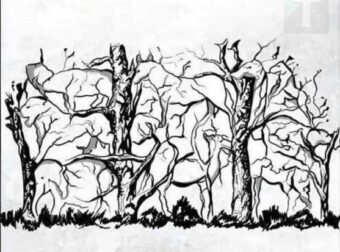 Το πρώτο ζώο που βλέπετε αποκαλύπτει κάτι καταπληκτικό για την προσωπικότητα σας