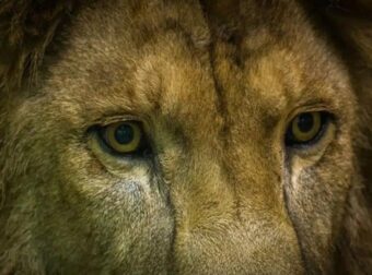 Κατέγραψε τη στιγμή που τον κατασπάραζαν τα λιοντάρια – Προσοχή σκλnρό βίντεο