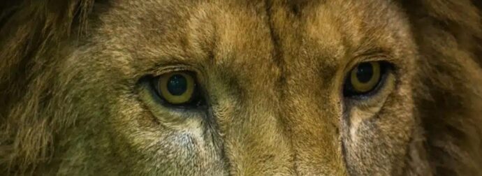 Κατέγραψε τη στιγμή που τον κατασπάραζαν τα λιοντάρια – Προσοχή σκλnρό βίντεο