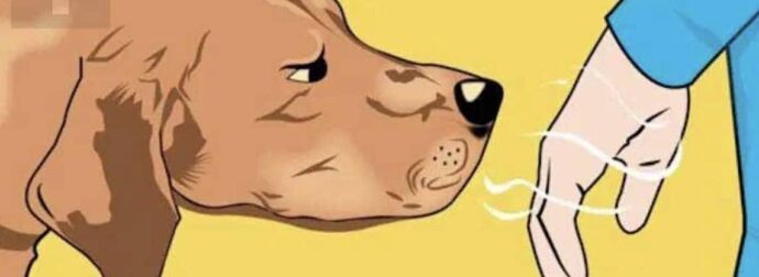 Τα σκυλιά μπορούν να ξεχωρίσουν ποιος είναι καλός και ποιος κακός άνθρωπος