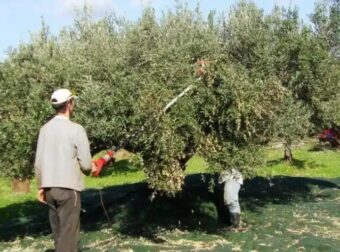 Μάζεμα ελιών: Η πανέξυπνη πατέντα αγρότη που κάνει το μάζεμα της ελιάς παιχνιδάκι