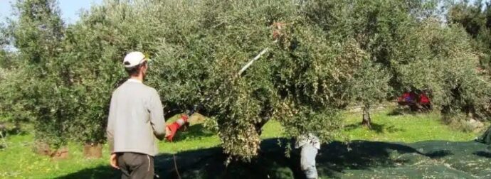 Μάζεμα ελιών: Η πανέξυπνη πατέντα αγρότη που κάνει το μάζεμα της ελιάς παιχνιδάκι