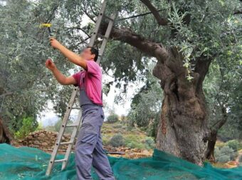 Μέχρι 90-100 ευρώ μεροκάματο ζητάνε για το μάζεμα της ελιάς