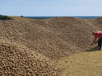 Αγρότης έμεινε με 32 τόνους πατάτες που κανείς δεν ήθελε – μέχρι που το χωράφι του πλημμύρισε από αυτοκίνητα