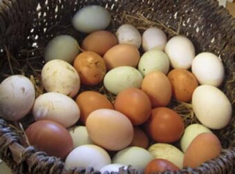 Πως θα γεννάνε οι κότες ασταμάτητα: Μυστικά διατροφής για περισσότερα αυγά