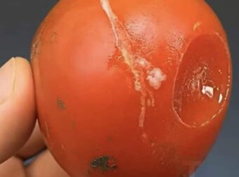 Μην πετάτε τις χαλασμένες ντομάτες: όσο πιο χαλασμένες είναι, τόσο πιο πολύτιμες αποδεικνύονται