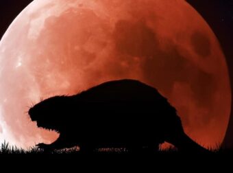 Έρχεται η «πανσέληνος του κάστορα» – Ορατή στον νυχτερινό ουρανό