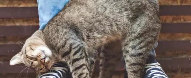 Behavior: My cat is rubbing and scratching against me… What does it mean?