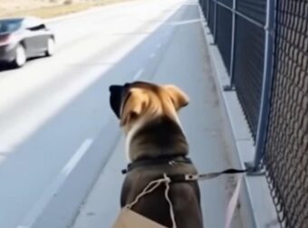 Νόμιζε πως ήταν απλώς ένα αδέσποτο σκυλί δεμένο σ’ έναν φράχτη σ’ έναν έρημο δρόμο — αλλά όταν άνοιξε τον φάκελο γύρω από τον λαιμό του, τα λόγια μέσα του πάγωσαν το αίμα του: «Με θυμάσαι;»