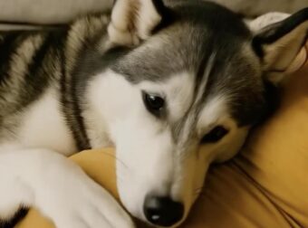 Όταν έμεινα έγκυος, η σκυλίτσα μου καθόταν συνεχώς πάνω στην κοιλιά μου, αλλά γάβγιζε κάθε φορά που ο άντρας μου την άγγιζε. Νόμιζα πως ζήλευε — μέχρι που ανακάλυψα την ανατριχιαστική αλήθεια που εκείνη ήξερε από την αρχή.