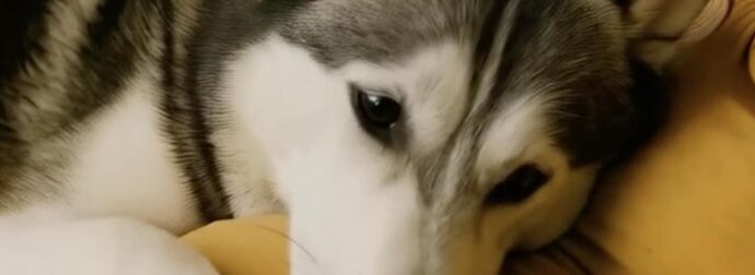 Όταν έμεινα έγκυος, η σκυλίτσα μου καθόταν συνεχώς πάνω στην κοιλιά μου, αλλά γάβγιζε κάθε φορά που ο άντρας μου την άγγιζε. Νόμιζα πως ζήλευε — μέχρι που ανακάλυψα την ανατριχιαστική αλήθεια που εκείνη ήξερε από την αρχή.