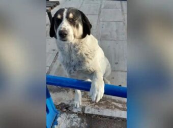 Νέα κτηνωδία: Πυροβόλησαν και σκότωσαν αδέσποτο σκύλο στη Λίμνη Ευβοίας – Αναζητείται ο δράστης