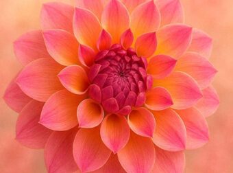 Το λουλούδι που αντιστοιχεί στο μήνα που γεννήθηκες και τι συμβολίζει