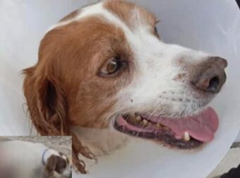 Ηλεία: Σώθηκε και νοσηλεύεται εκτός κινδύνου ο σκύλος που υπέστη βάναυση κακοποίηση