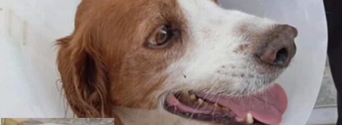 Ηλεία: Σώθηκε και νοσηλεύεται εκτός κινδύνου ο σκύλος που υπέστη βάναυση κακοποίηση