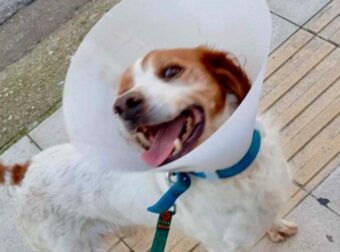 «Εφαρμόστε επιτέλους τον Νόμο για την προστασία των ζώων»: Έκκληση της Ειδικής Γραμματείας