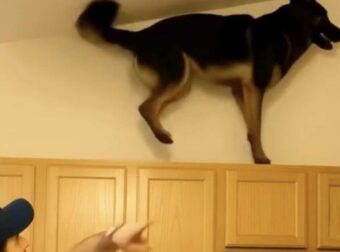 Τελευταία, ο σκύλος μου ανέβαινε συνέχεια πάνω στα ντουλάπια της κουζίνας και γρύλιζε δυνατά. Στην αρχή νόμιζα πως είχε τρελαθεί, μέχρι που κατάλαβα σε τι γαύγιζε.