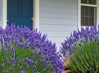 12 κορυφαία πολυετή ανθοφόρα φυτά που ανθίζουν ακόμα κι αν δεν τα φροντίζετε