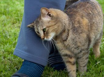 Τι σημαίνει όταν μια γάτα τρίβεται πάνω σου