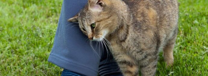 Τι σημαίνει όταν μια γάτα τρίβεται πάνω σου
