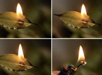 Κάψτε ένα φύλλο δάφνης στο σπίτι: Δείτε γιατί πρέπει να το δοκιμάσετε τώρα