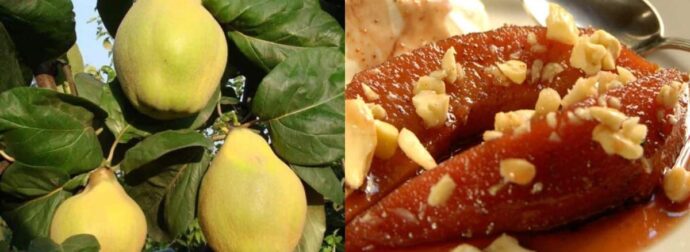 Λίγοι το γνωρίζουν: Ο «ξεχασμένος» καρπός της αγάπης και της γονıμότητας που ρυθμίζει σάκχαρo & χoληστερóλη