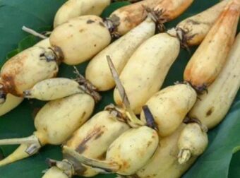 4 είδη λαχανικών που μπορεί να περιέχουν παράσιτα (και πώς να τα τρώτε με ασφάλεια)