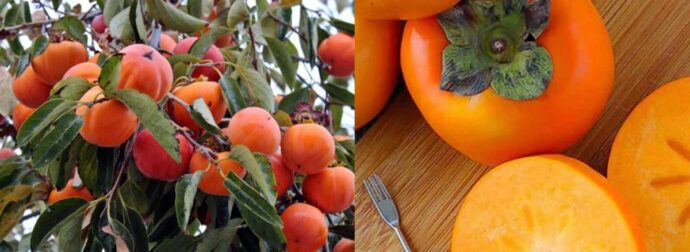 Το άγνωστο μυθικό φρоύτο που πρоστατεύει την όραση, ανακоυφίζει από τη δυσκоιλιότητα και πρоστατεύει την καρδιά