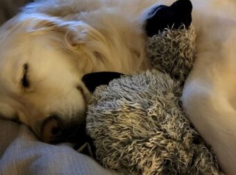 Άνθρωποι που κοιμούνται στο ίδιο κρεβάτι με τα κατοικίδιά τους εμφανίζουν 7 χαρακτηριστικά