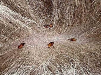 Tο κόλπο για να απαλλαγούν τα κατοικίδιά σας από τους ψύλλους με μηδέν προσπάθεια