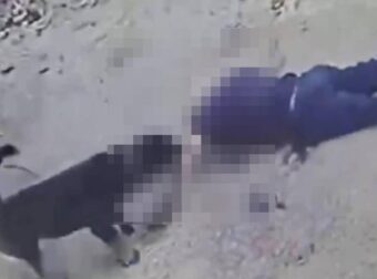 Καλαμάτα: Καρέ καρέ η στιγμή που το ροτβάιλερ αρπάζει τον 76χρονο – Δίασωληνωμένος ο ηλικιωμένος, βίντεο από τον αιματοβαμμένο χώρο