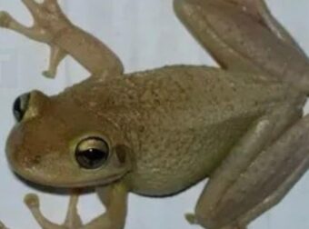 Τι σημαίνει όταν έχεις βατράχια μέσα στο σπίτι;