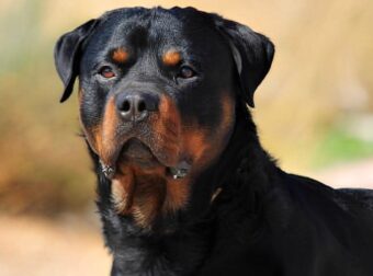 Είνα τα Ροτβάιλερ επικίνδυνα για τους ανθρώπους; Όλη η αλήθεια