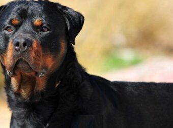 Καλαμάτα: Ανατρέπονται όλα στην υπόθεση με το ροτβάιλερ – Μόλις μαθεύτηκε για τον ιδιοκτήτη.