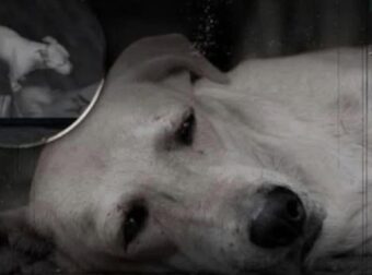 Αυτό που κάνει ένας σκύλος πριν πεθάνει θα σου ραγίσει την καρδιά