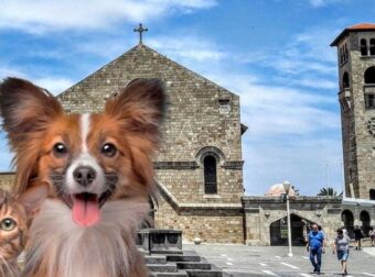 Θεία λειτουργία και αγιασμός για σκύλους και γάτες στη Ρόδο την Πέμπτη