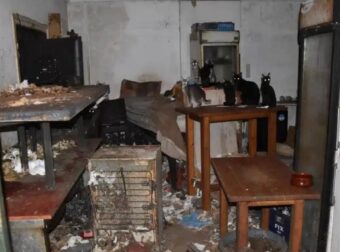 Δονούσα: Συνελήφθη 63χρονος που κρατούσε 58 γάτες εγκλωβισμένες σε άθλιες συνθήκες – Έφαγε τεράστιο πρόστιμο 