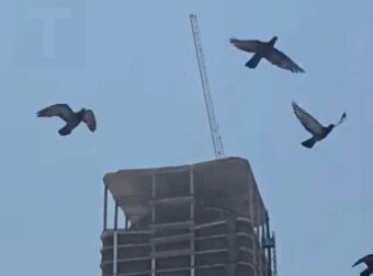 Πριν κουνηθούν και καταρρεύσουν τα κτίρια λόγω σεισμού, αυτά τα 4 ζώα θα σας στείλουν αυτά τα σημάδια