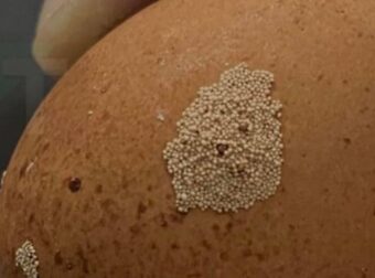 Μήπως γνωρίζει κάποιος τι μπορεί να είναι αυτά πάνω στα αυγά;